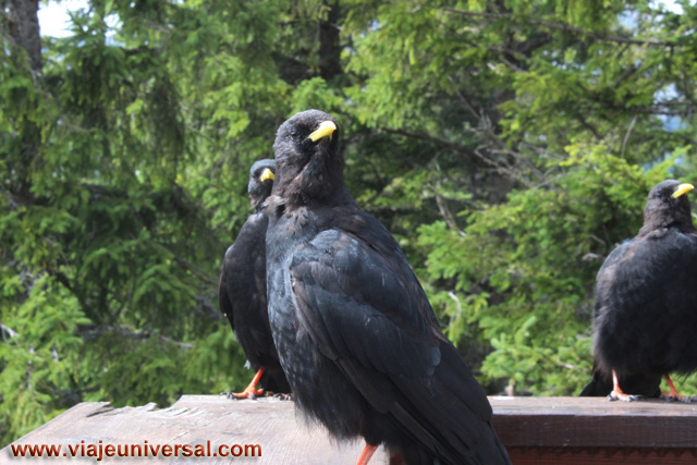 Cuervos de Carlomagno