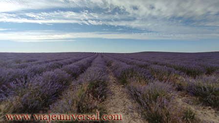  Saquitos de Lavanda en Provencal tela : Hogar y Cocina